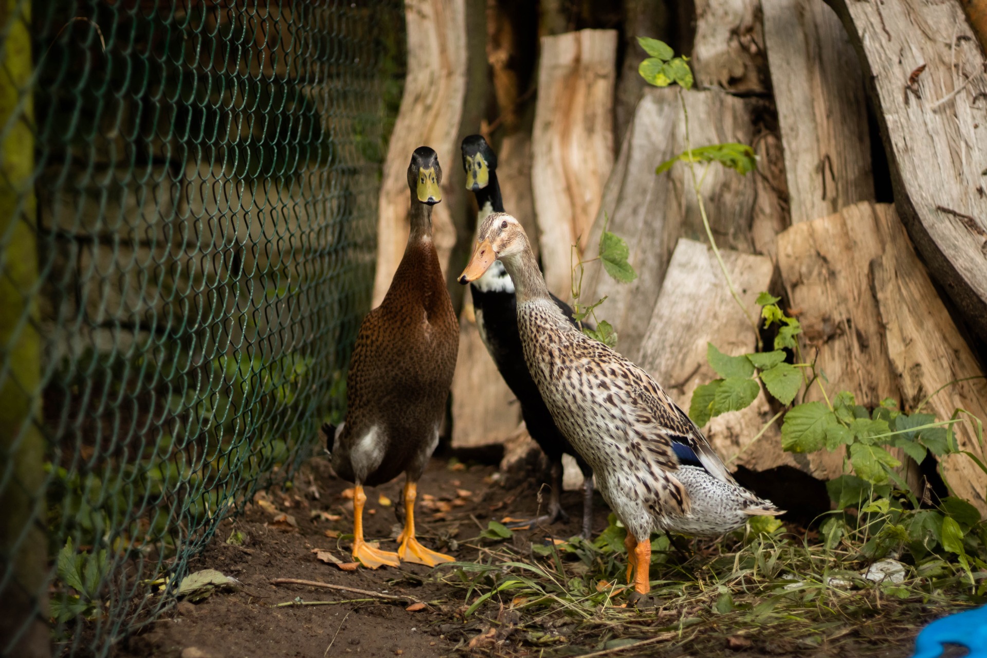 Zleva Marigold, Geralt, Ciri